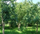Лето в Спасо-Евфросиниевском монастыре