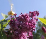 Праздник Вознесения Господня в Полоцкой обители