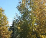 Золотая осень