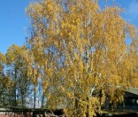 Золотая осень