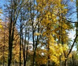 Золотая осень