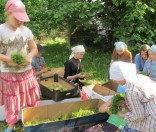 Подготовка к празднику прп. Евфросинии