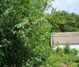 Лето в Спасо-Евфросиниевском монастыре