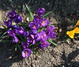 Первоцветы. Май 2012 года