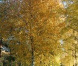 Золотая осень