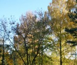 Золотая осень